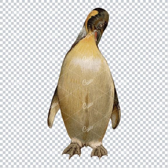 Vintage PNG Color Illustration of a Giant Penguin No.2
