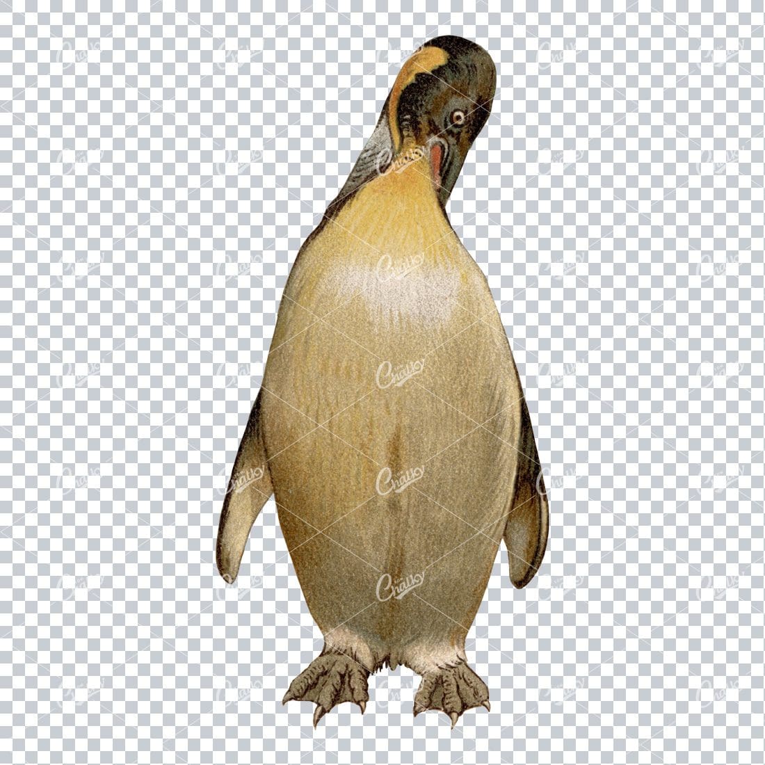 Vintage PNG Color Illustration of a Giant Penguin No.2