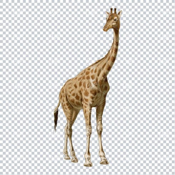 Vintage PNG Color Illustration of a Giraffe No.1