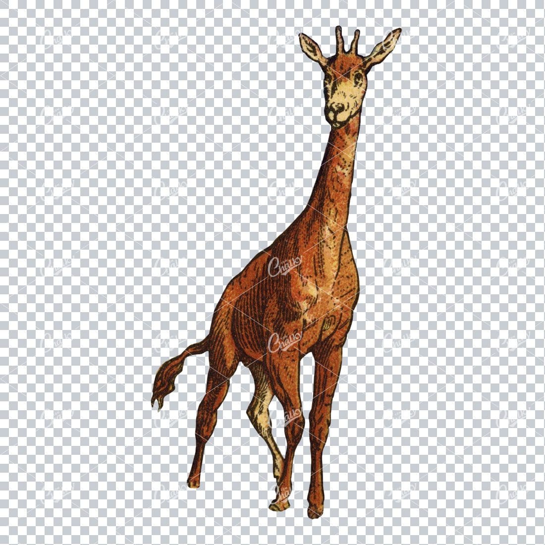 Vintage PNG Color Illustration of a Giraffe No.2