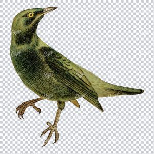 Vintage PNG Color Illustration of a Glossy Starling Bird No.1