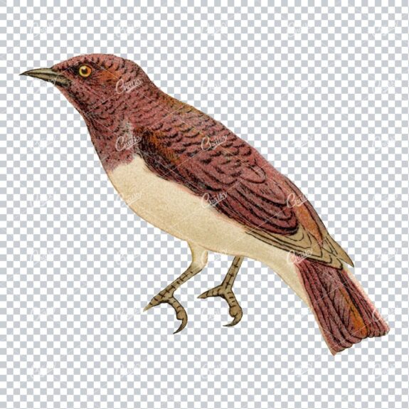 Vintage PNG Color Illustration of a Glossy Starling Bird No.2
