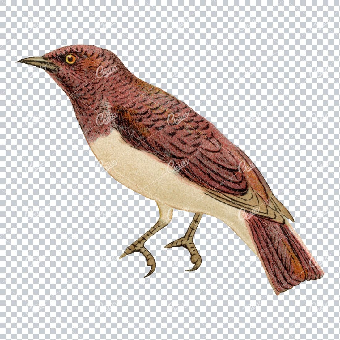 Vintage PNG Color Illustration of a Glossy Starling Bird No.2