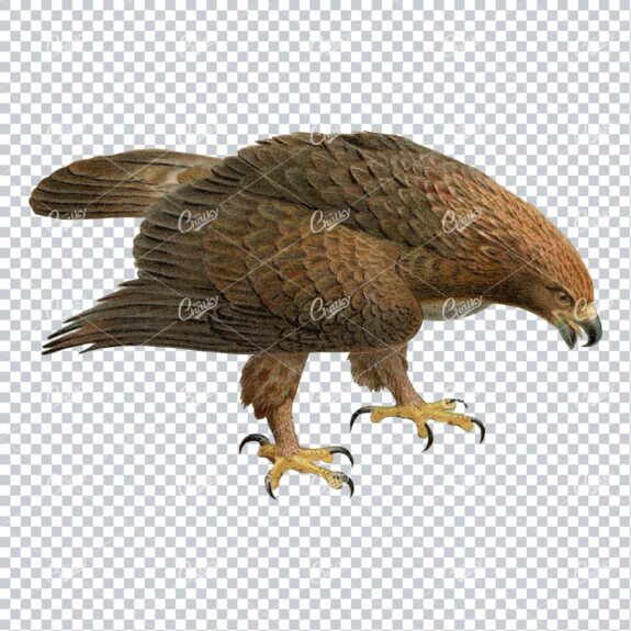 Vintage PNG Color Illustration of a Golden Eagle Bird