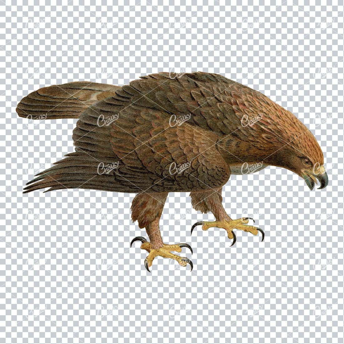 Vintage PNG Color Illustration of a Golden Eagle Bird