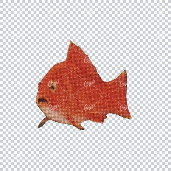 Vintage PNG Color Illustration of a Goldfish