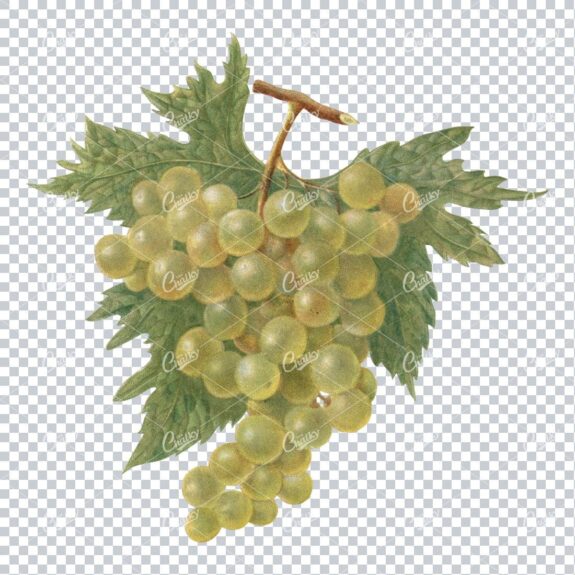 Vintage PNG Color Illustration of a Bunch of Grapes