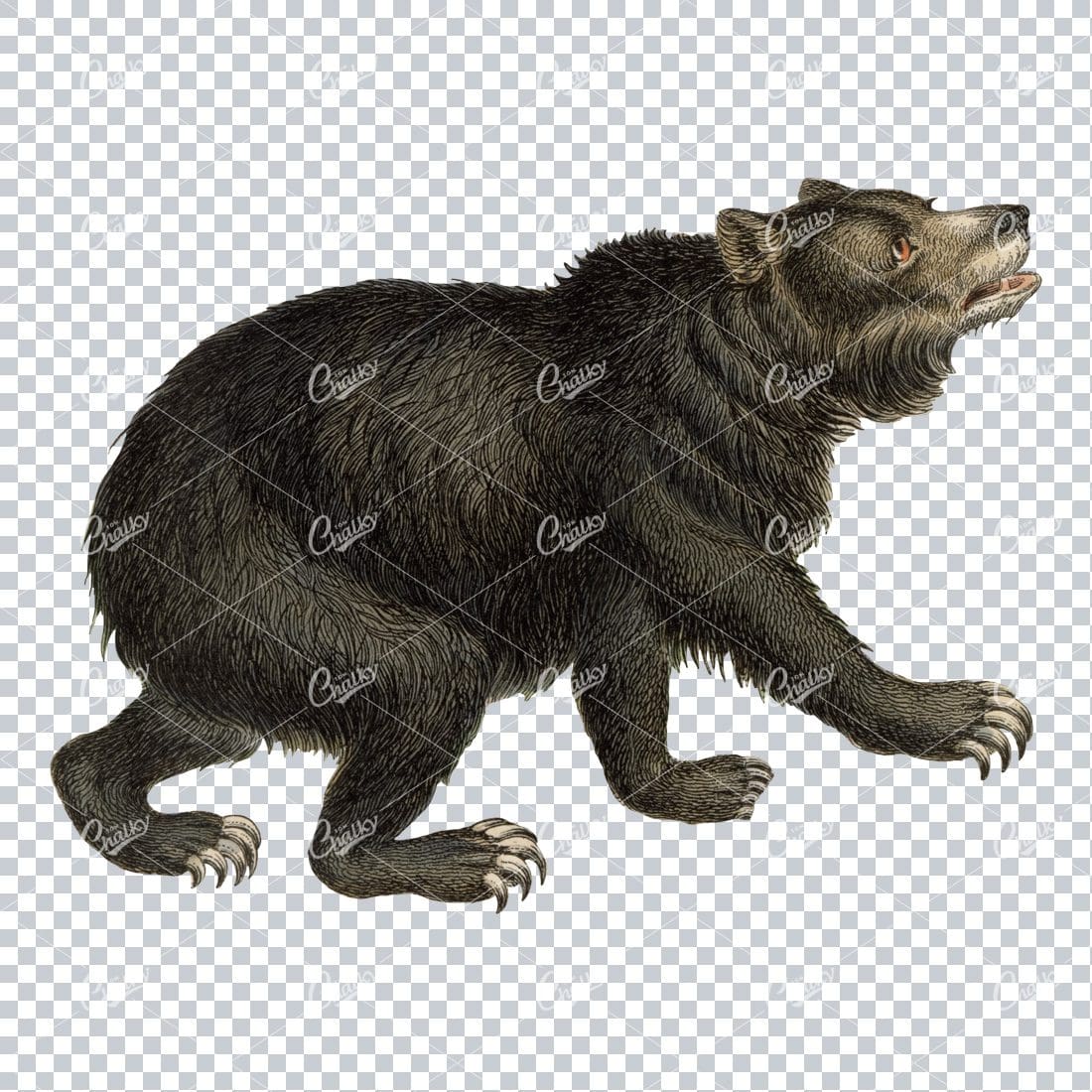 Vintage PNG Color Illustration of a Grissly Bear