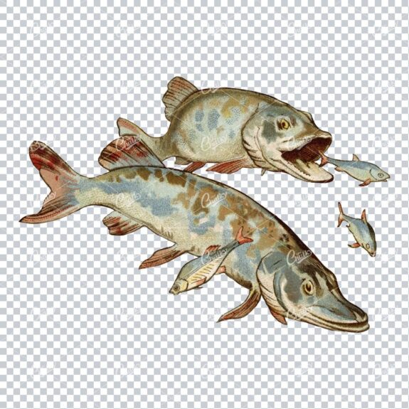 Vintage PNG Color Illustration of a Group of Fish