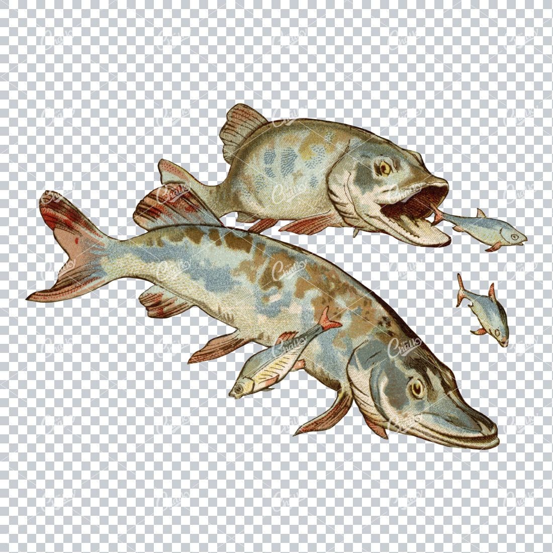 Vintage PNG Color Illustration of a Group of Fish