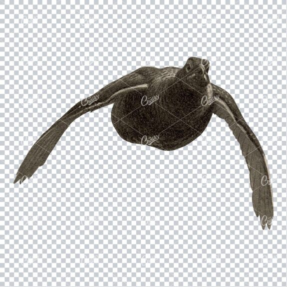 Vintage PNG Color Illustration of a Grouse Bird No.1