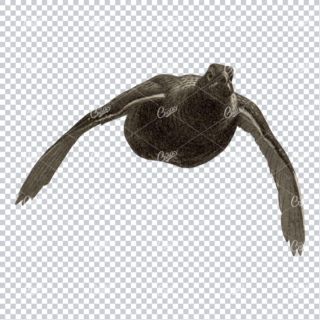 Vintage PNG Color Illustration of a Grouse Bird No.1
