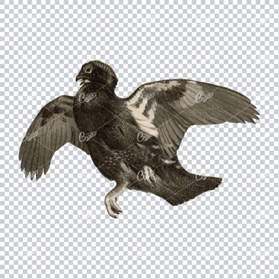 Vintage PNG Color Illustration of a Grouse Bird No.2