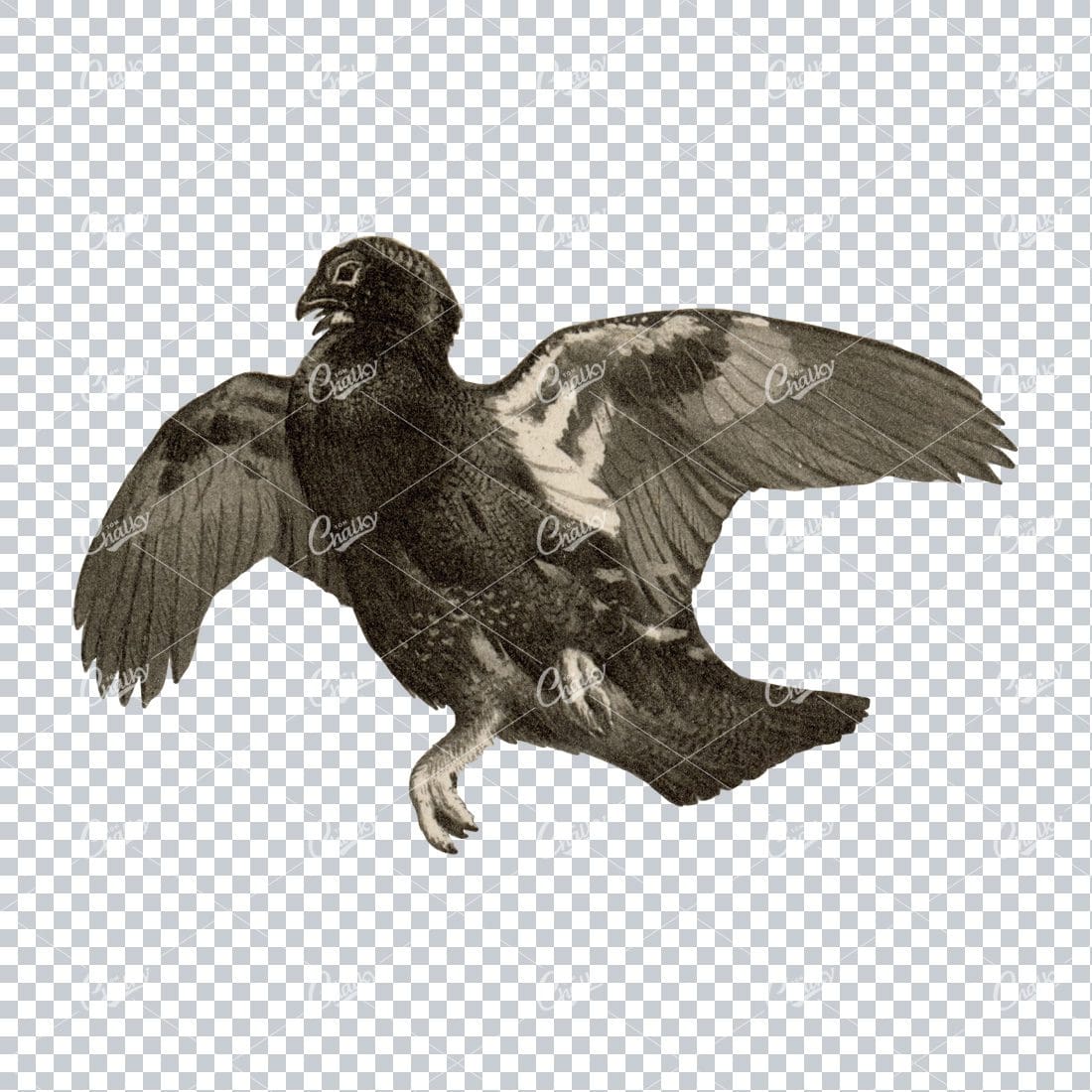 Vintage PNG Color Illustration of a Grouse Bird No.2