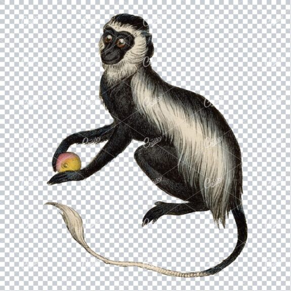 Vintage PNG Color Illustration of a Guereza Monkey