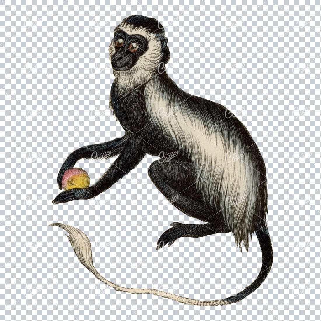 Vintage PNG Color Illustration of a Guereza Monkey