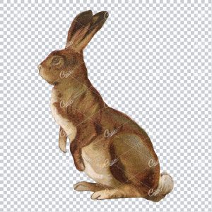 Vintage PNG Color Illustration of a Hare