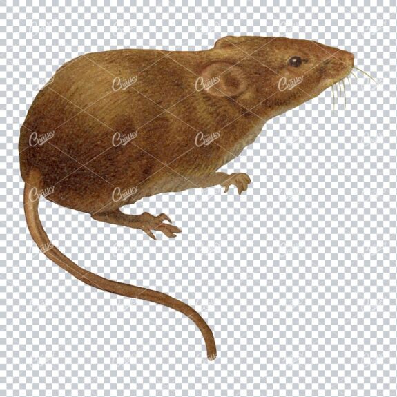 Vintage Png Color Illustration Of A Harvest Mouse