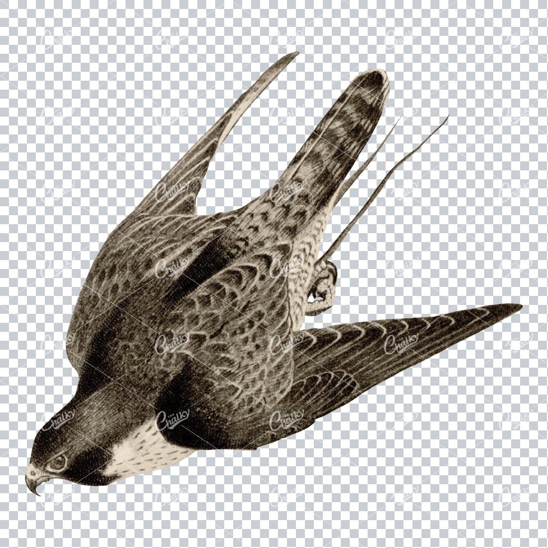 Vintage PNG Color Illustration of a Diving Hawk