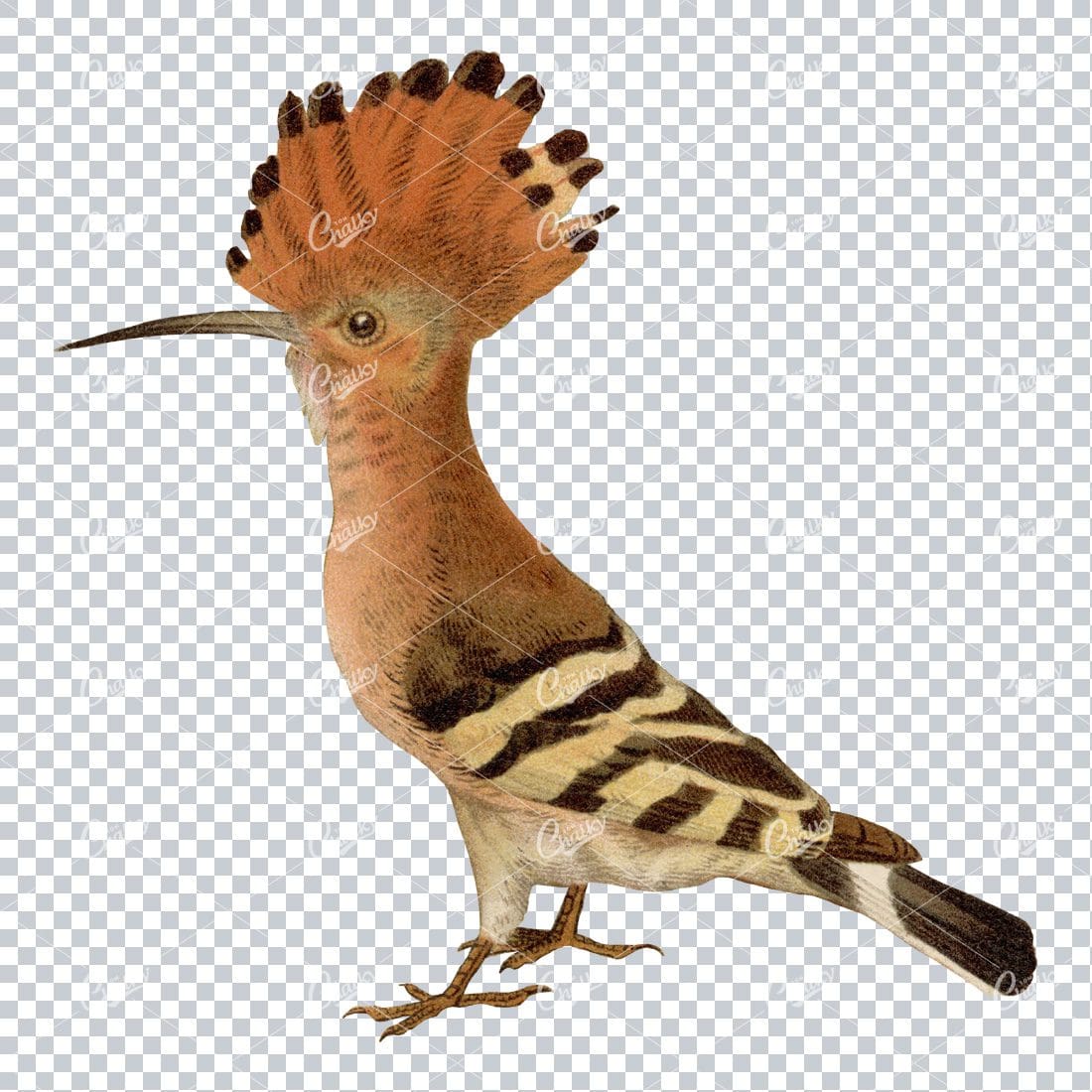 Vintage PNG Color Illustration of a Hoopes Bird No.1