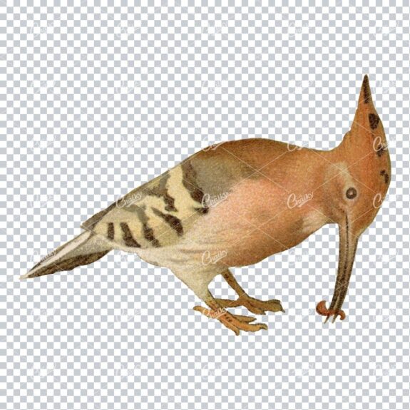 Vintage PNG Color Illustration of a Hoopes Bird No.2
