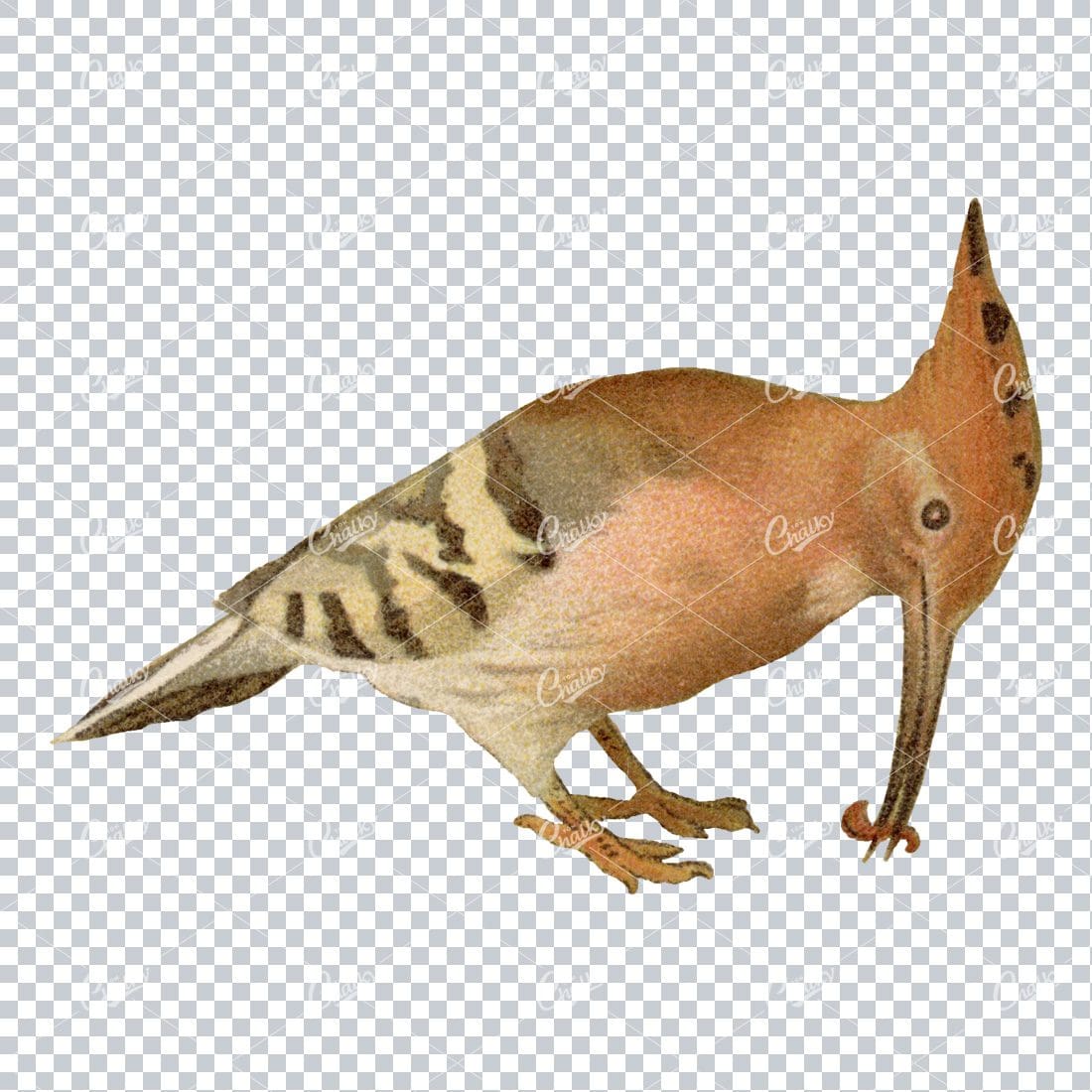 Vintage PNG Color Illustration of a Hoopes Bird No.2