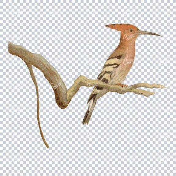 Vintage PNG Color Illustration of a Hoopes Bird No.3