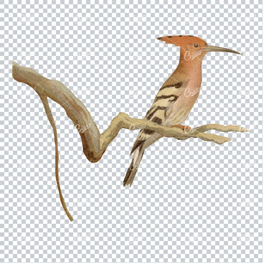 Vintage PNG Color Illustration of a Hoopes Bird No.3