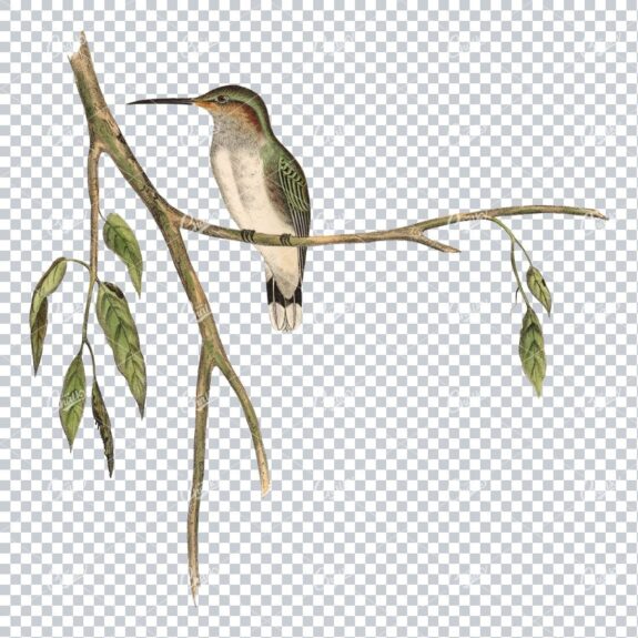 Vintage PNG Color Artwork - Hummingbird No.1