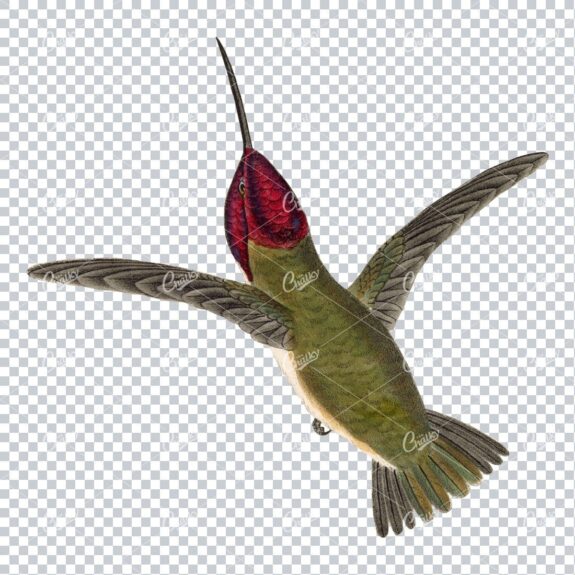 Vintage PNG Color Artwork - Hummingbird No.2