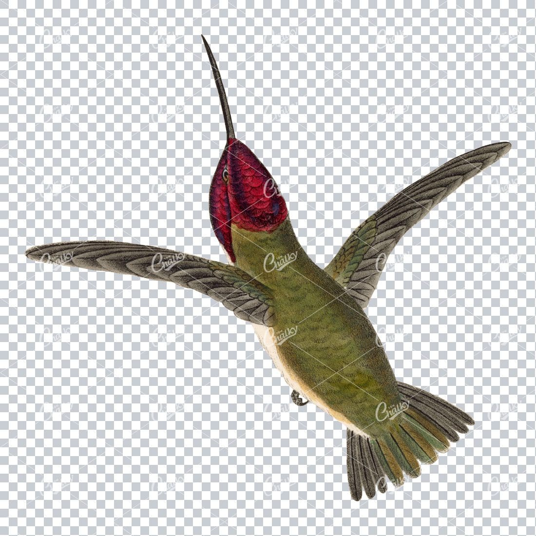 Vintage PNG Color Artwork - Hummingbird No.2