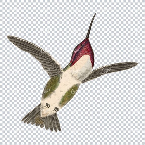 Vintage PNG Color Artwork - Hummingbird No.3