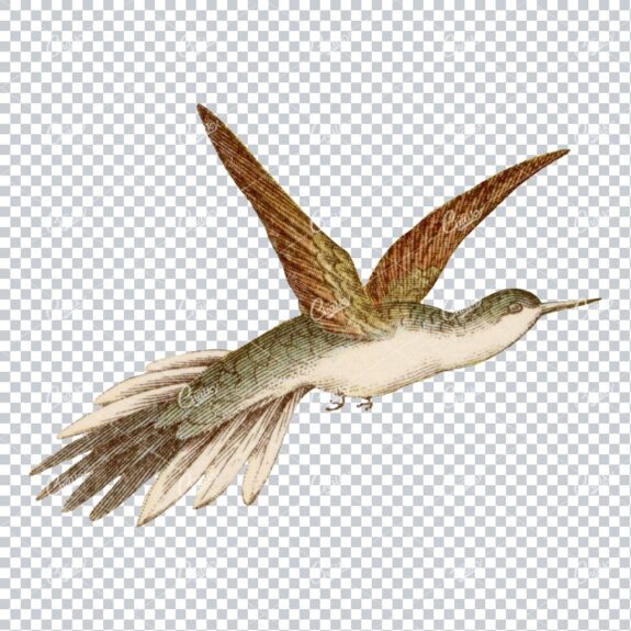 Vintage PNG Color Artwork - Hummingbird No.4