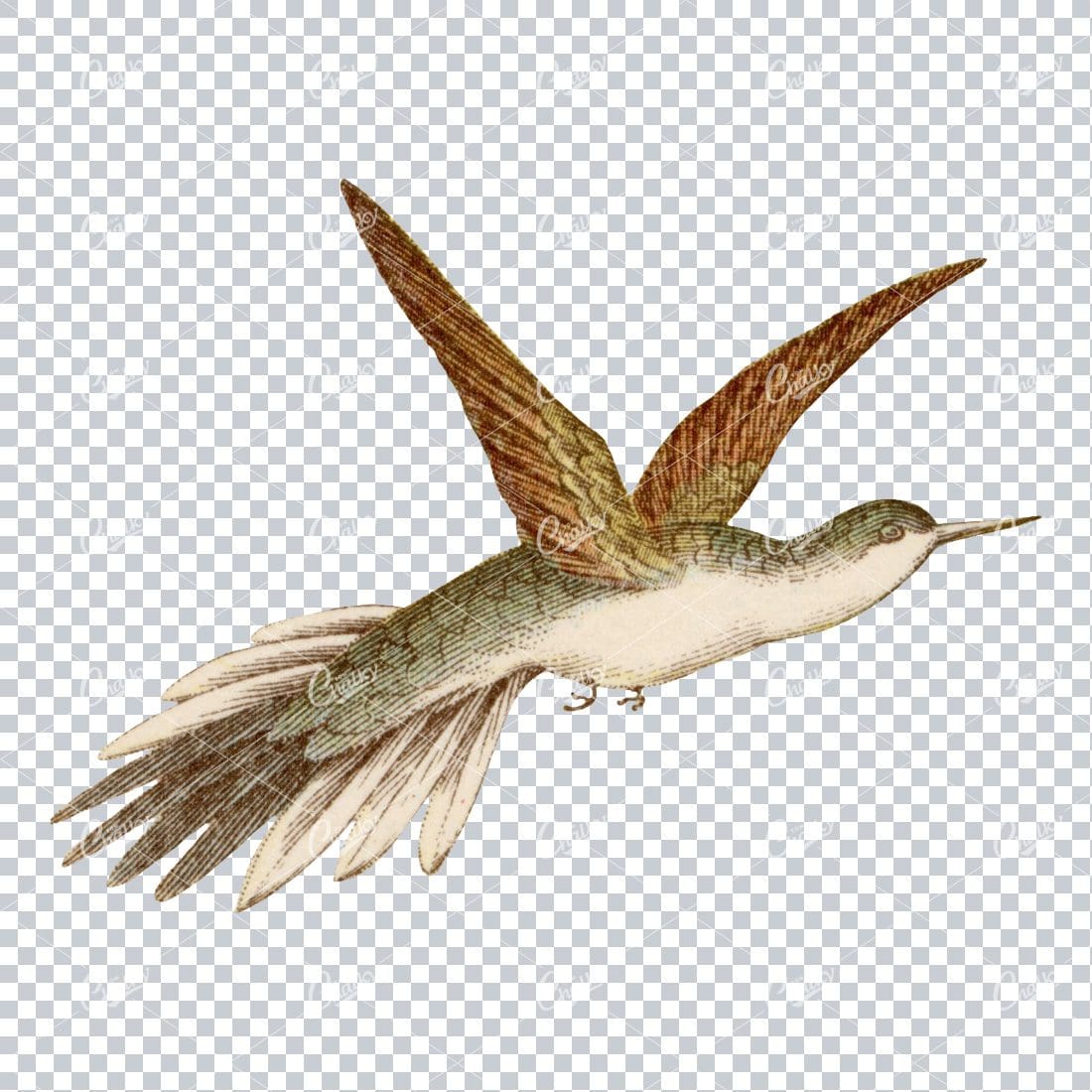 Vintage PNG Color Artwork - Hummingbird No.4