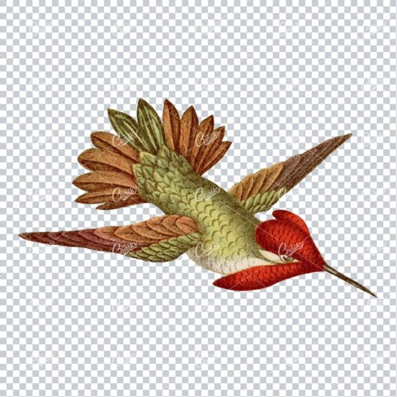 Vintage PNG Color Artwork - Hummingbird No.5