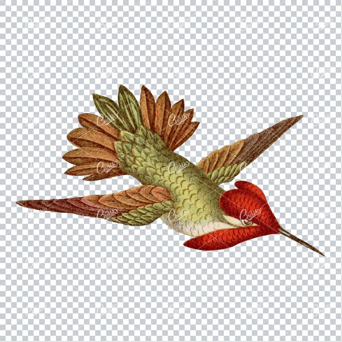 Vintage PNG Color Artwork - Hummingbird No.5