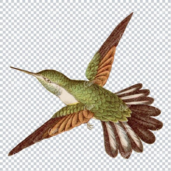 Vintage PNG Color Artwork - Hummingbird No.6
