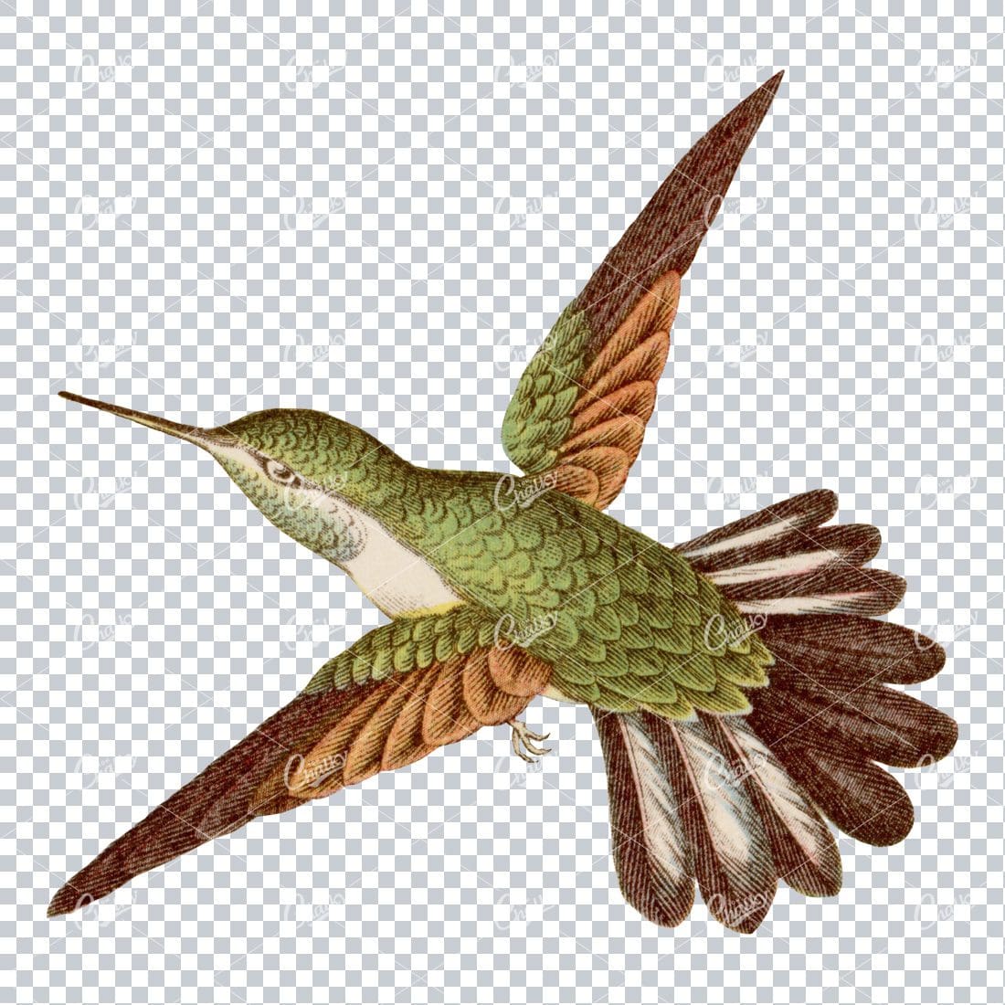 Vintage PNG Color Artwork - Hummingbird No.6