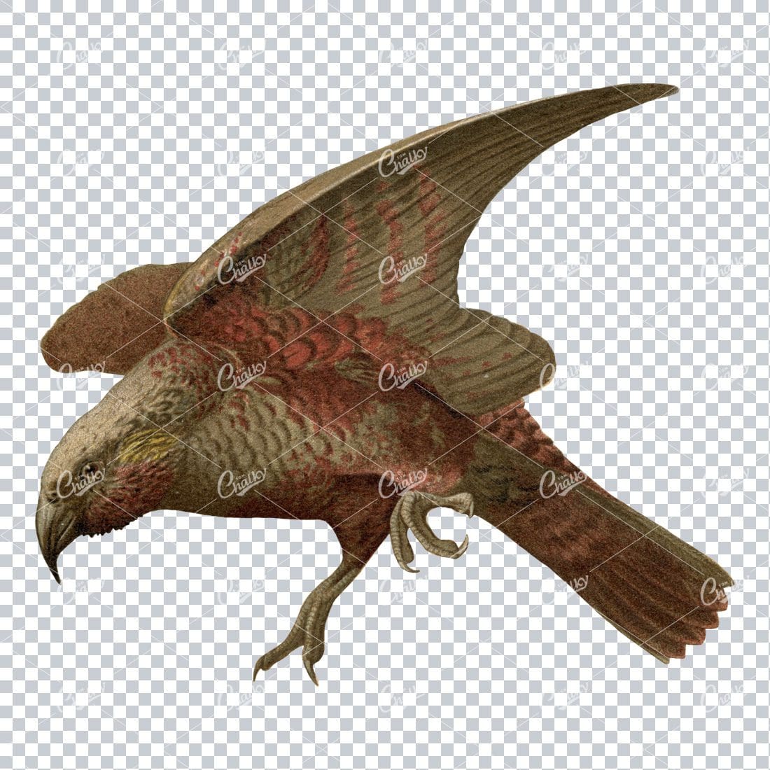 Vintage Color Illustration of a Kaka Parrot