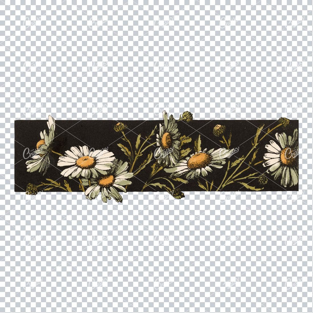 Vintage Hand Darwn Colored Illustration of a Black Border with Daisies Overlapping