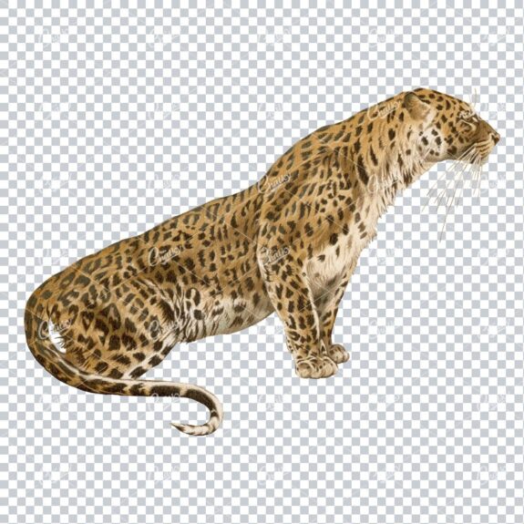 Vintage Full Color PNG Illustration - Leapard No.1