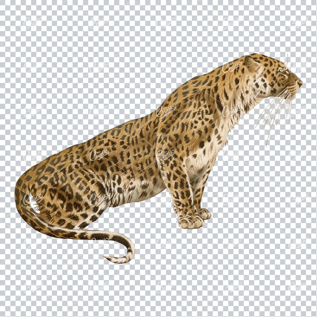 Vintage Full Color PNG Illustration - Leapard No.1