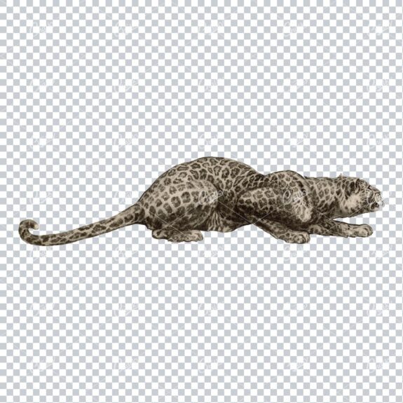 Vintage PNG Illustration - Leapard on the Hunt