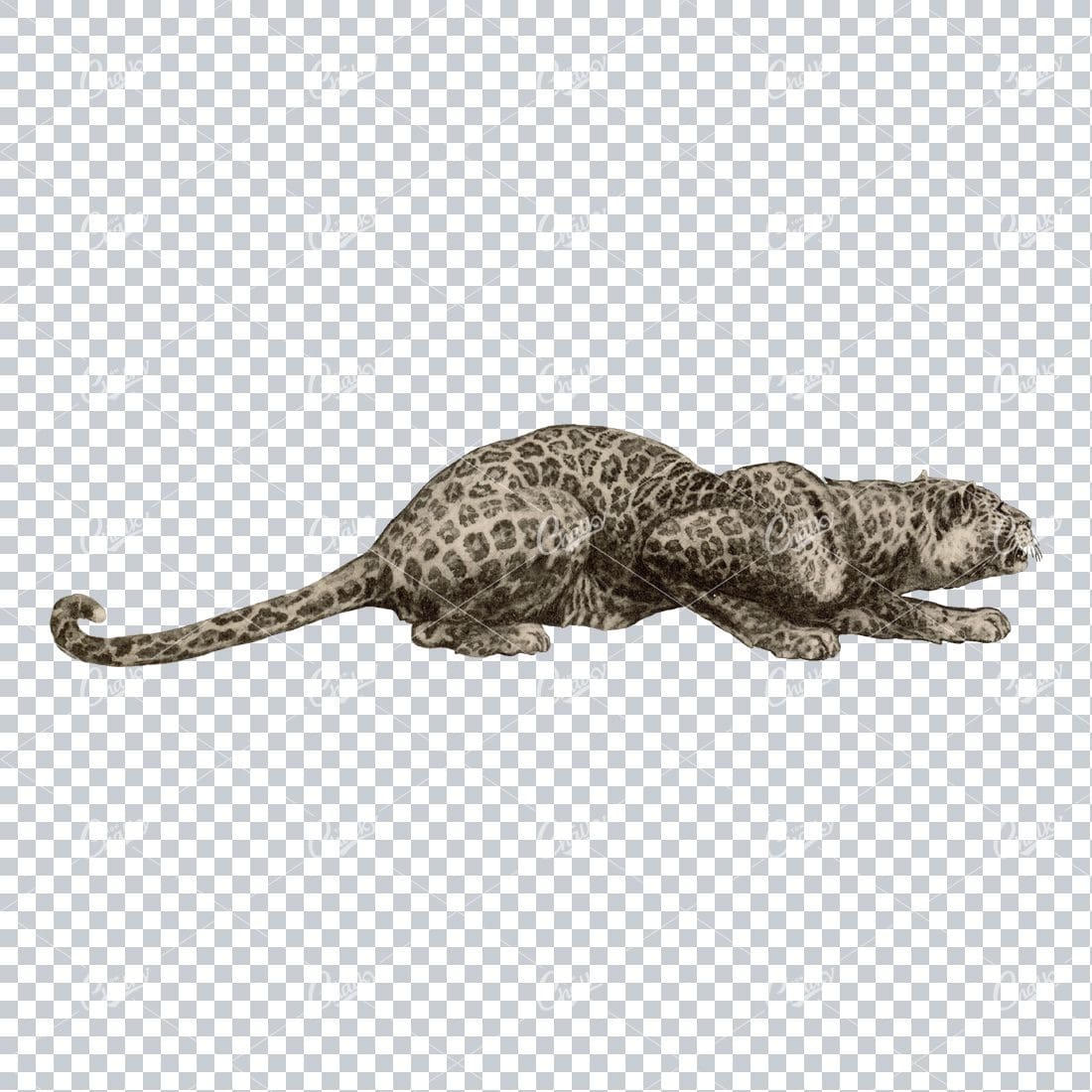 Vintage PNG Illustration - Leapard on the Hunt