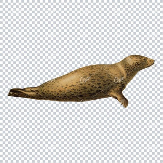 Vintage Full Color PNG Illustration - Leapard Seal