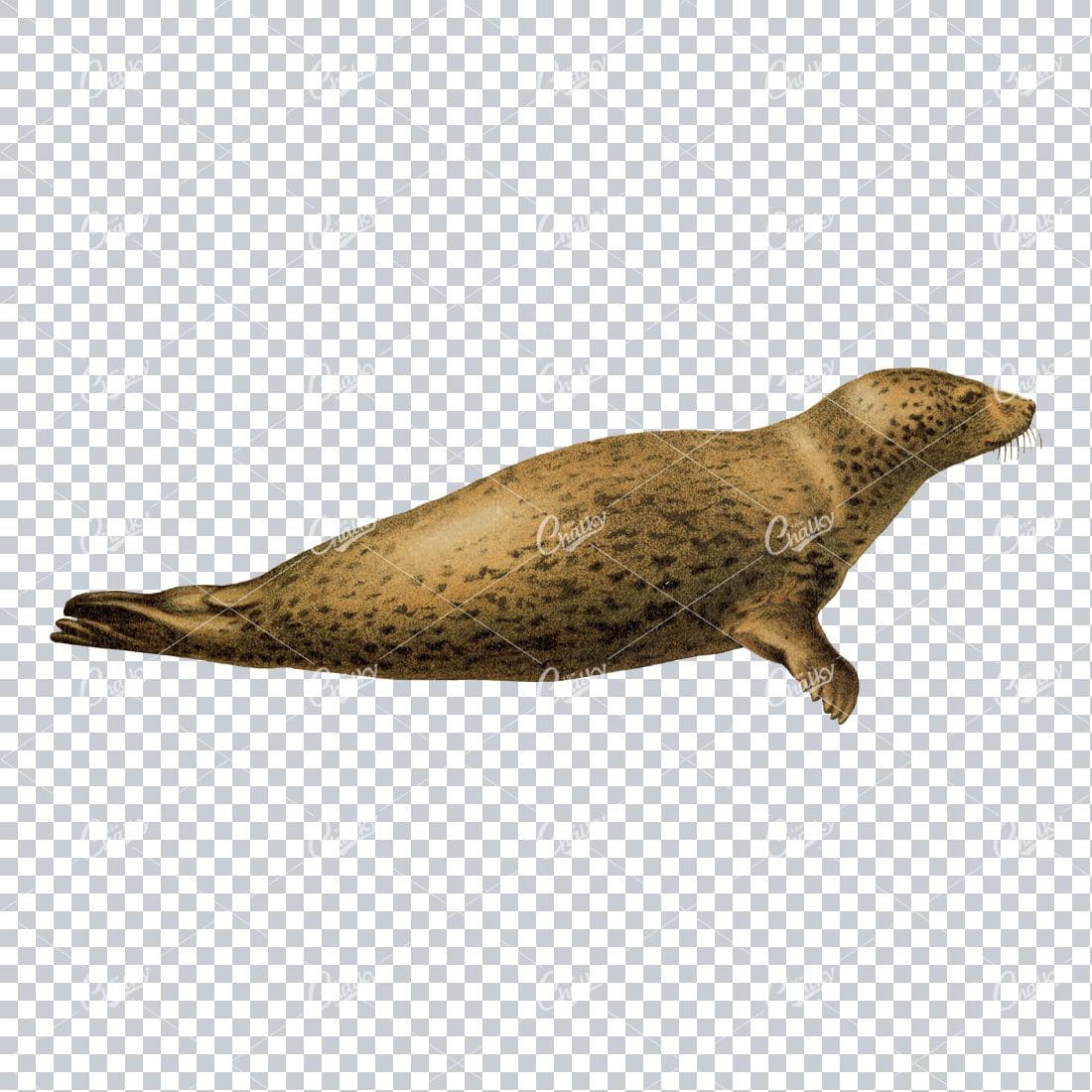 Vintage Full Color PNG Illustration - Leapard Seal