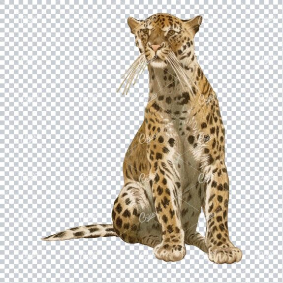 Vintage Full Color PNG Illustration - Leapard No.2