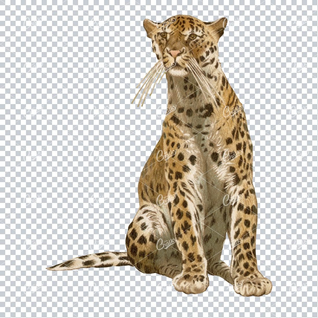 Vintage Full Color PNG Illustration - Leapard No.2