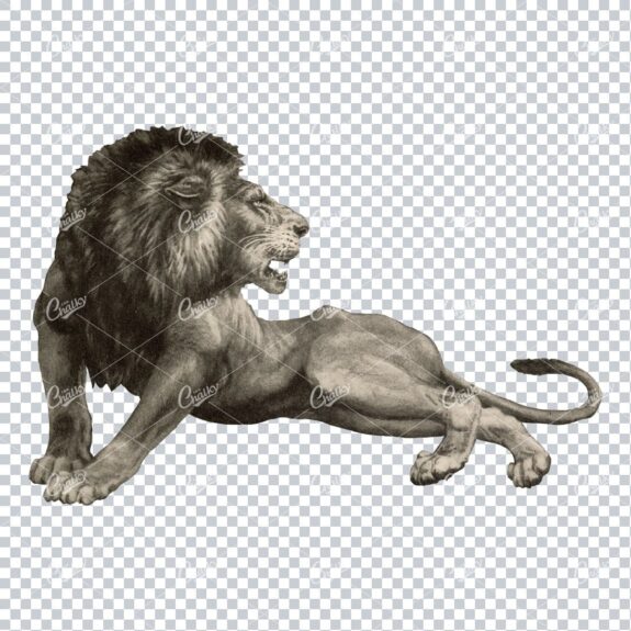 Vintage Sepia Toned Illustration of a Fierce Lion