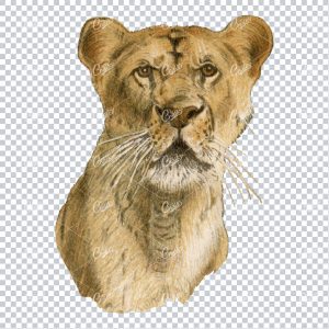 Vintage Full Color PNG Illustration - Lioness Face Portrait